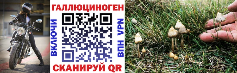 Купить закладки  Анадырь  Псилоцибиновые грибы Psilocybine cubensis 